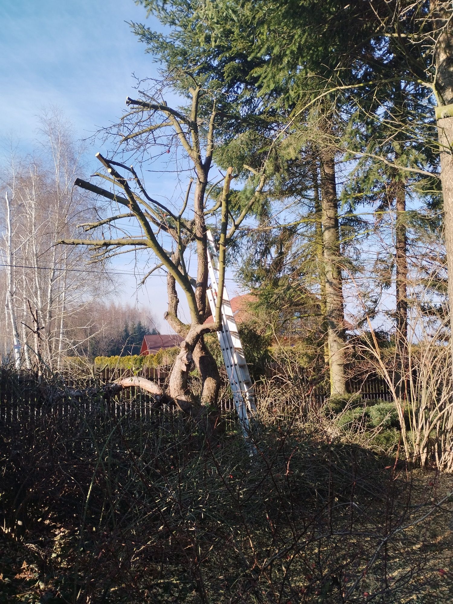 Koszenie,wycinka,mulczowanie,przycinka,zakładanie trawnika,trawnik