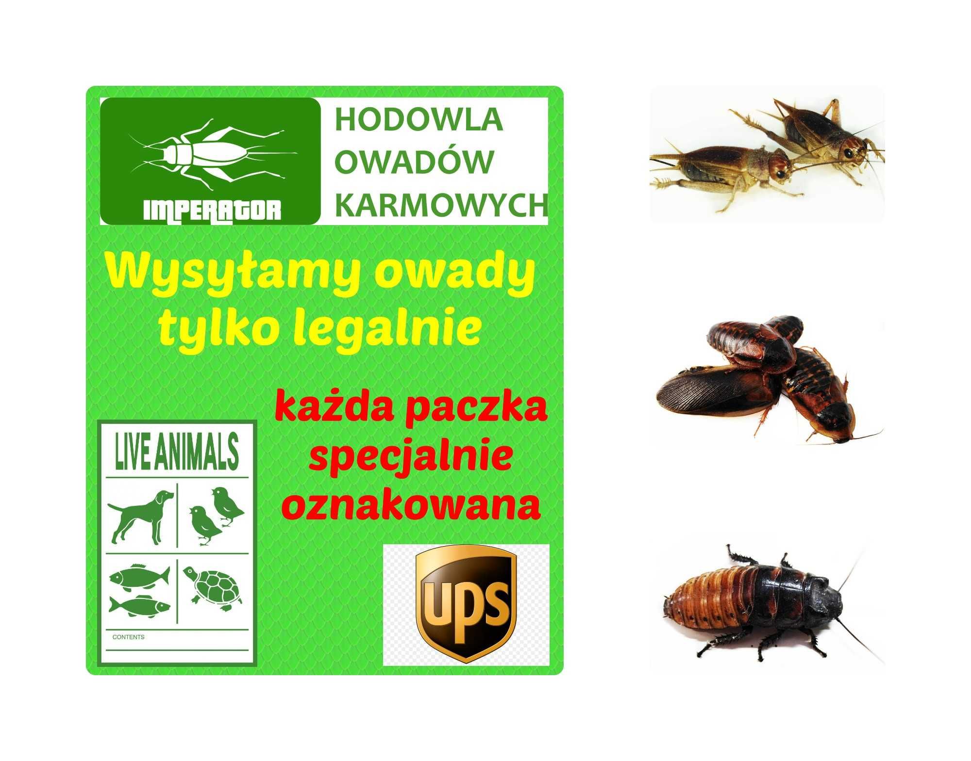 Świerszcze kubańskie małe - 0,5 - 1 cm - 100 szt.