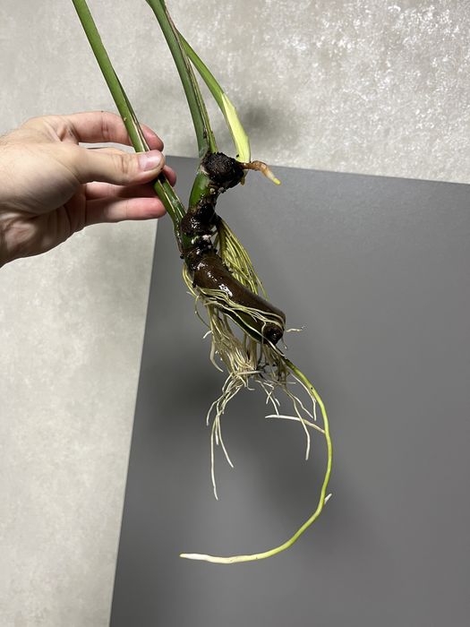 Монстера живці вкорінені