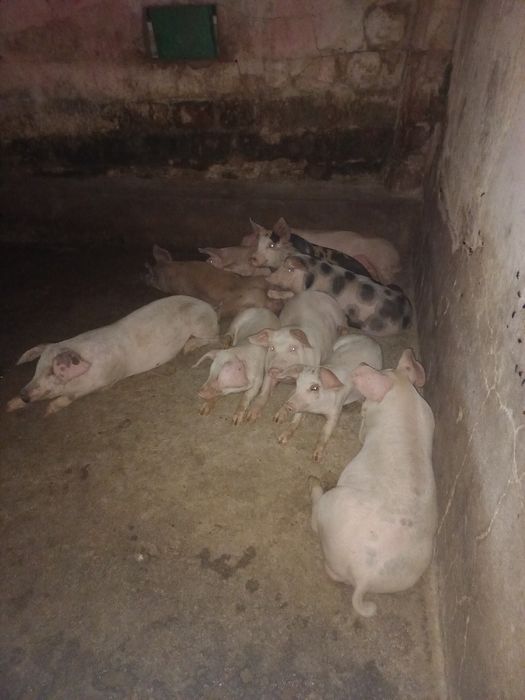 Vendo leitões cx Duroc