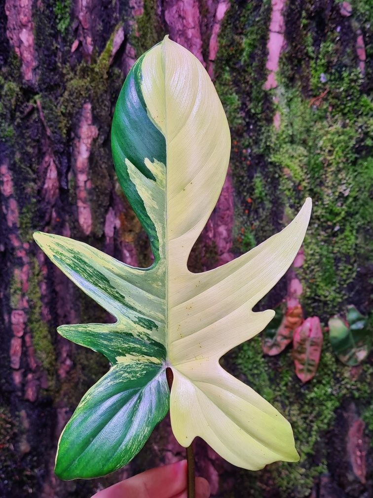 Philodendron florida beauty variegata