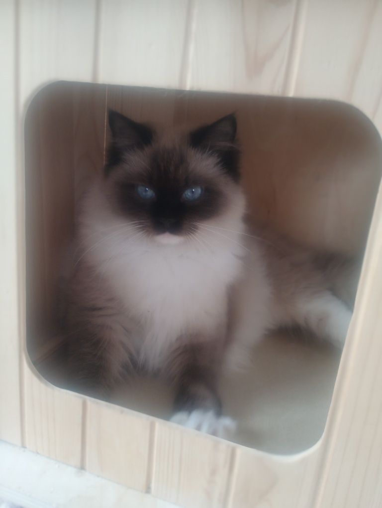 Piękna Kotka RAGDOLL