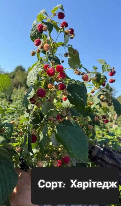Саджанці ремонтантних та не ремонтантних сортів малини