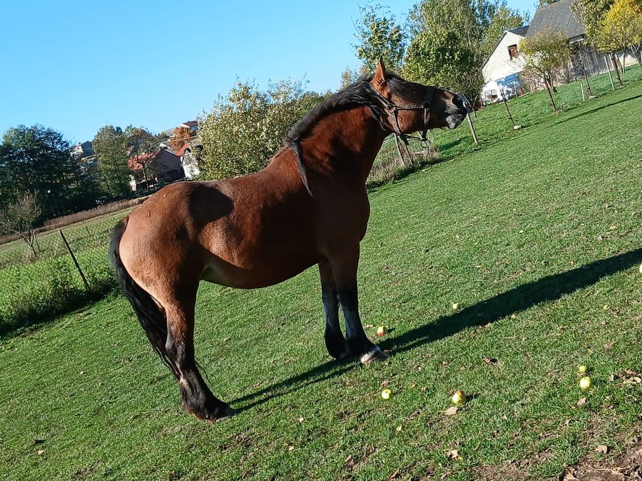 Klacz zimnokrwista w typie sztumskim zazrebiona