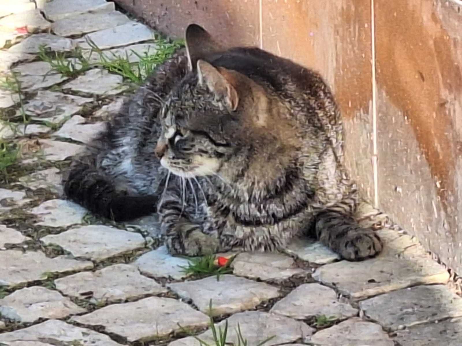 Gatinha para adoção.