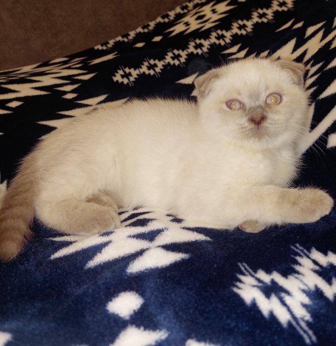 Плюшевая Шотландская вислоухая Девочка!