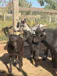 Cabras anãs novas