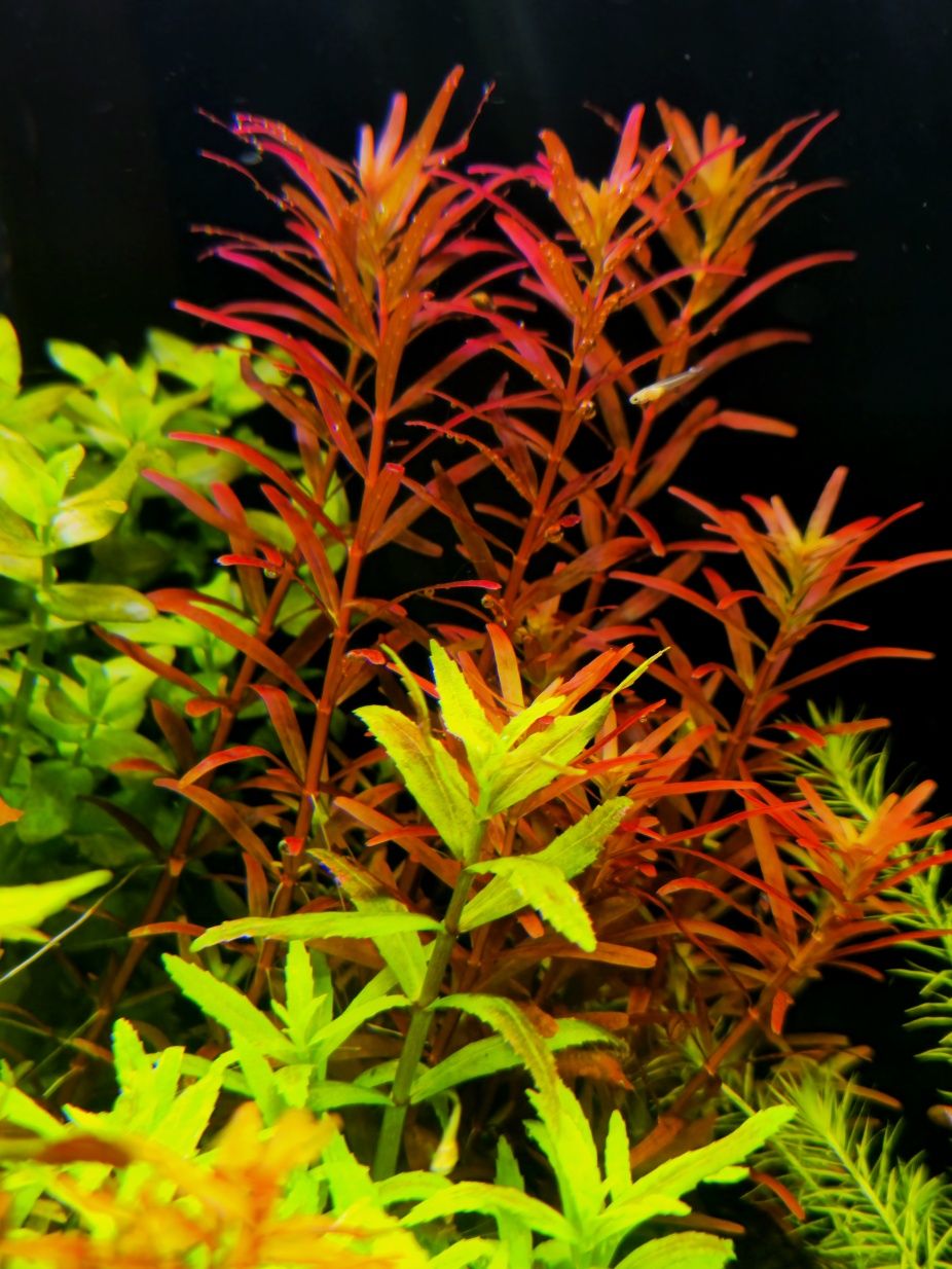 Rotala Blood red, Rotala Singapore Blood Reed Wysyłka