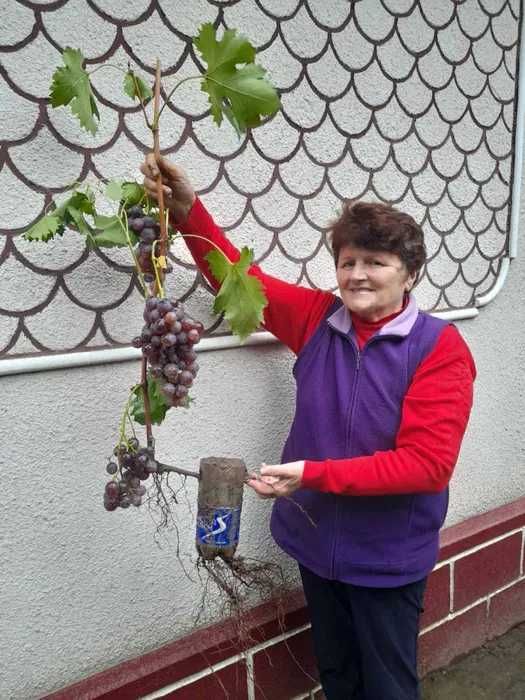 Саджанці винограду, саженцы винограда Манікюр фінгер, Торнадо, Кристал