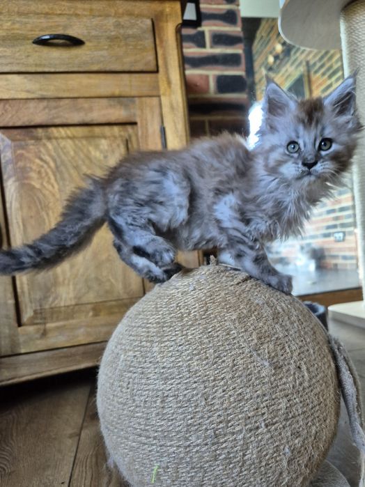 Charlie kocurek Maine Coon czarny srebrzysty do rezerwacji