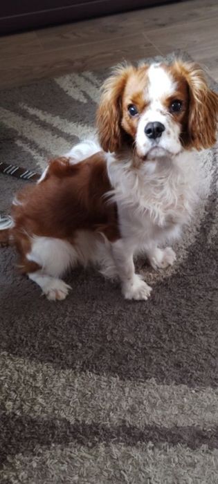 Cavalier King przeuroczy