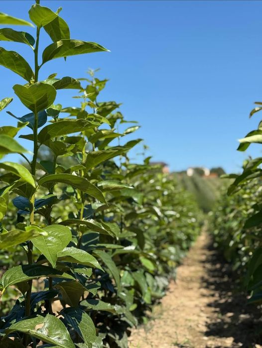 Саженцы плодовых Груши Яблони Черешни Персик,Колоновидные, Розы, є все