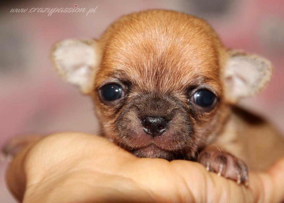 Miniaturka - sunia chihuahua krótkowłosa Crazy Passion FCI
