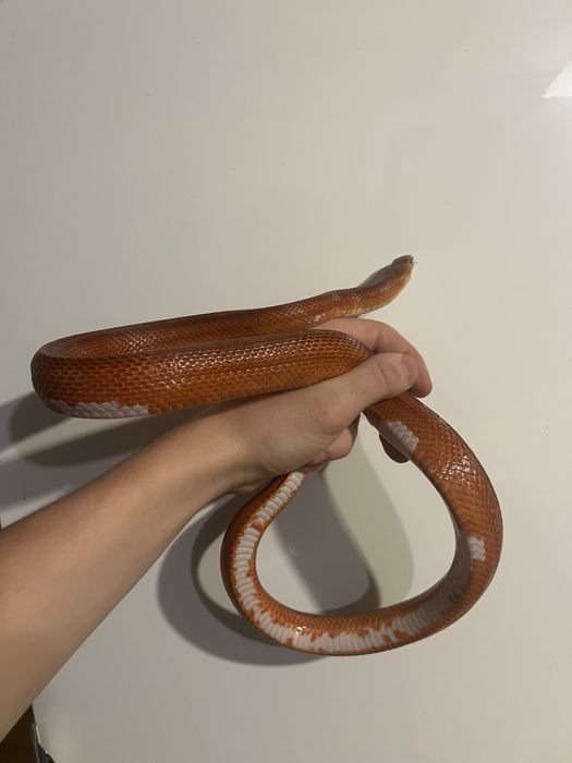 Wąż zbożowy samiec bloodred pied sided + box