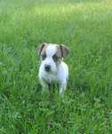 Jack Russell Terrier