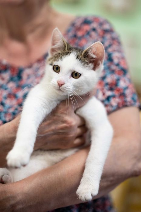 3 - miesięczny Kotek Śmiałek, mała biała przylepa, szuka domu