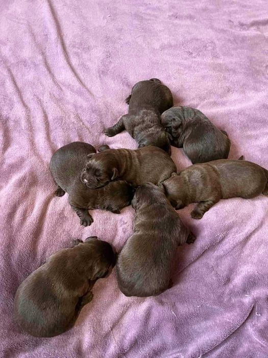 Шоколадный лабрадор, племенной кобель,вязка,развязан,КСУ