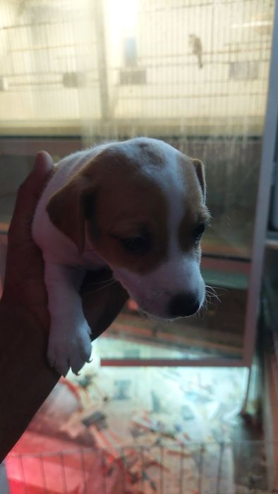 Menina jack russel terrier so hoje