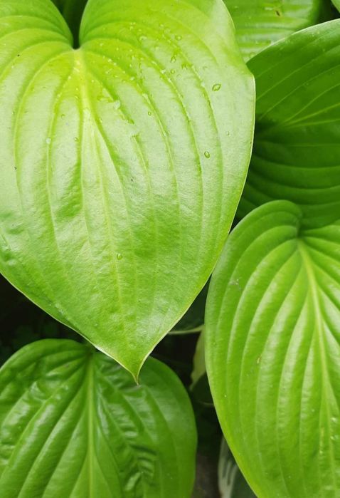 Хоста в ассортименте