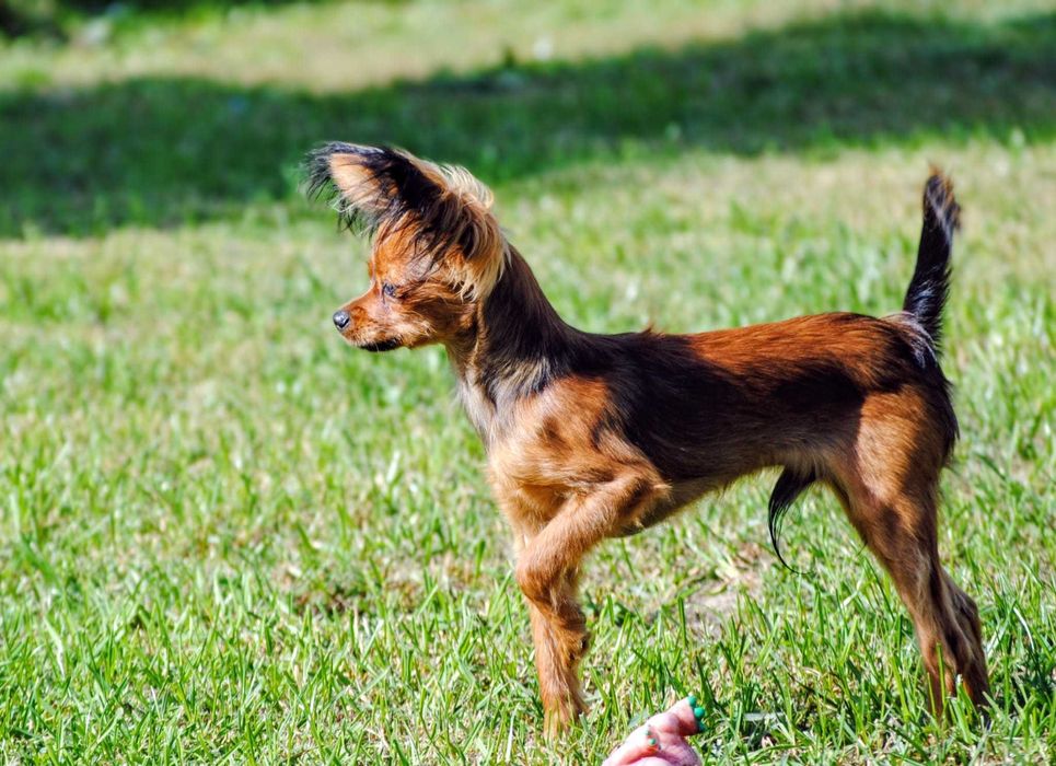 Toy rosyjski długowłosy