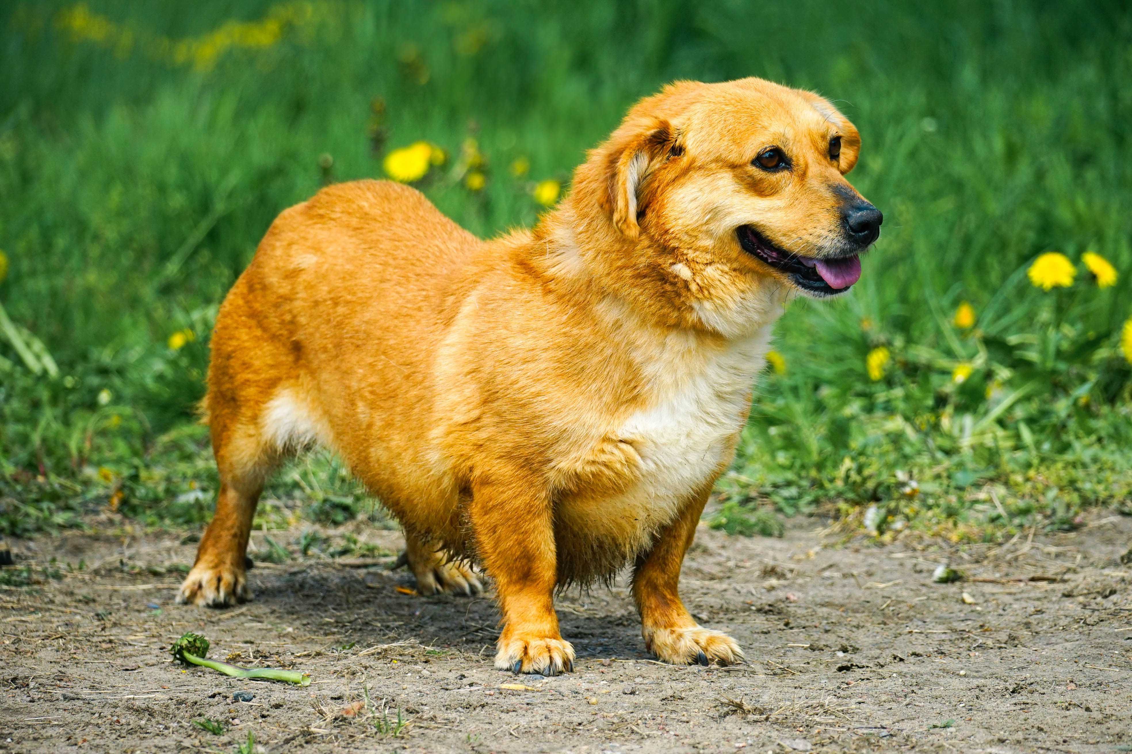 MIKA - śliczna sunia w typie corgi