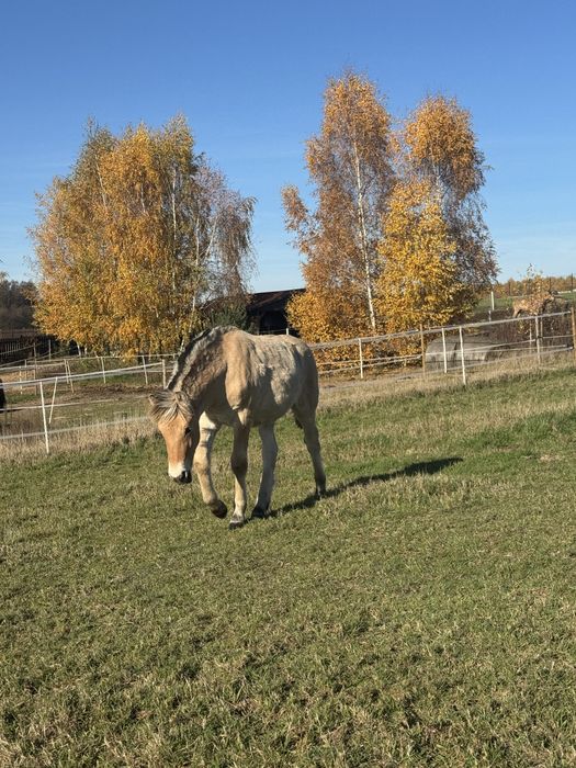 Fiord odsadek odsad źrebak fiordzki