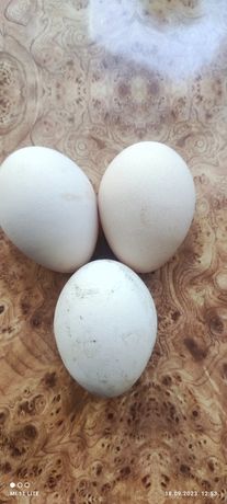 Продам яйця срібного фазана.