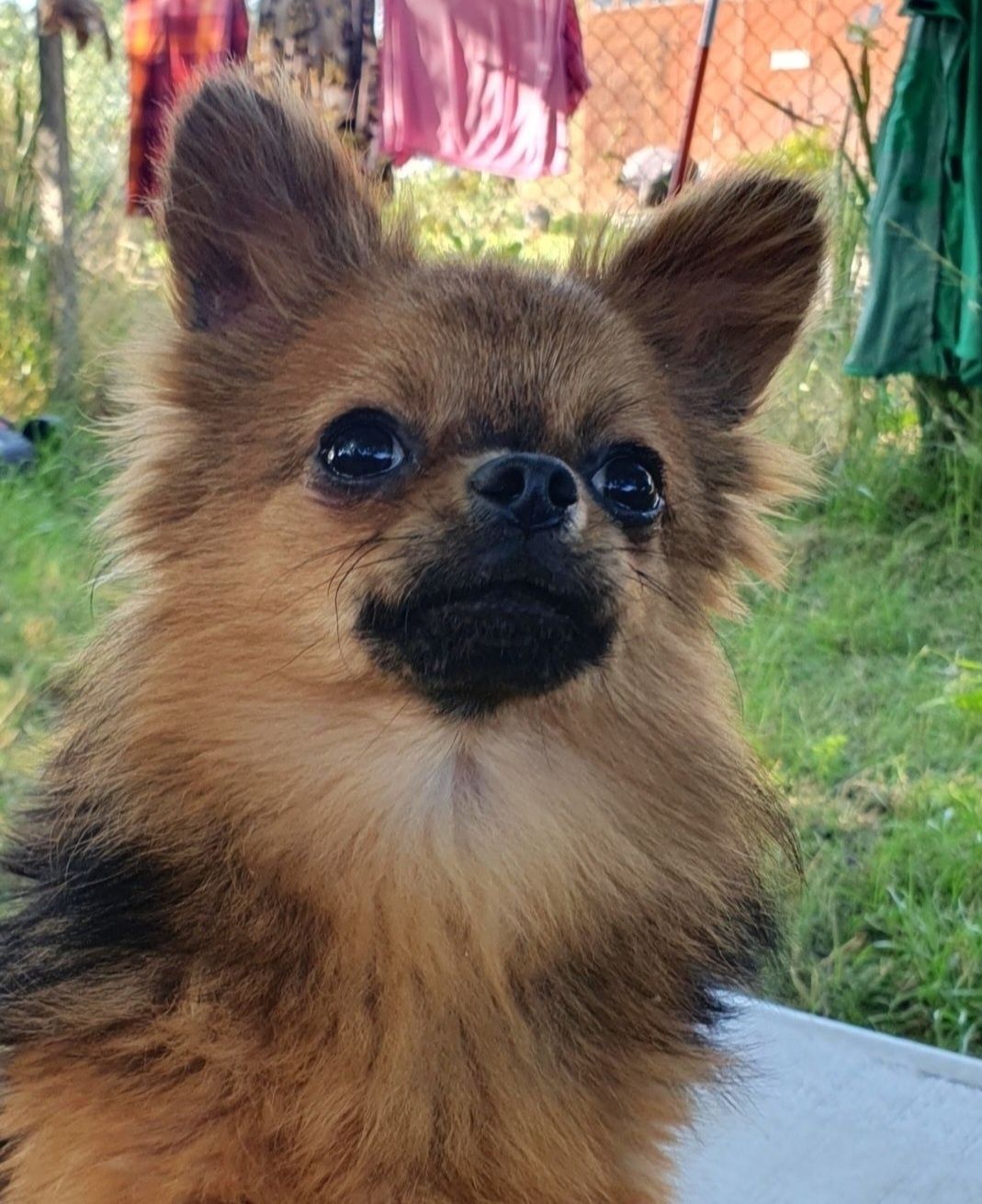Chihuahua długowłosy