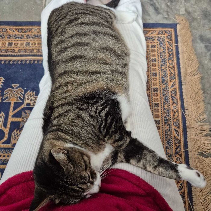 Gato sénior para adoção consciente