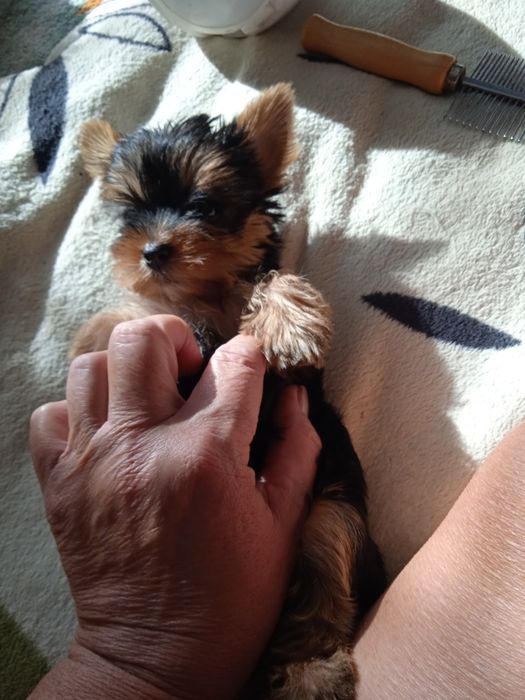 Очень активные щеночки породы Йоркширский терьер