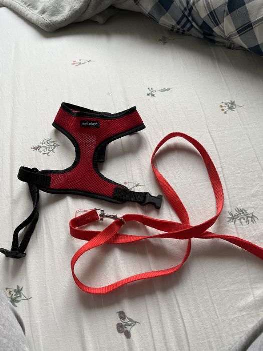 Obroża amiplay S plus krotka smycz