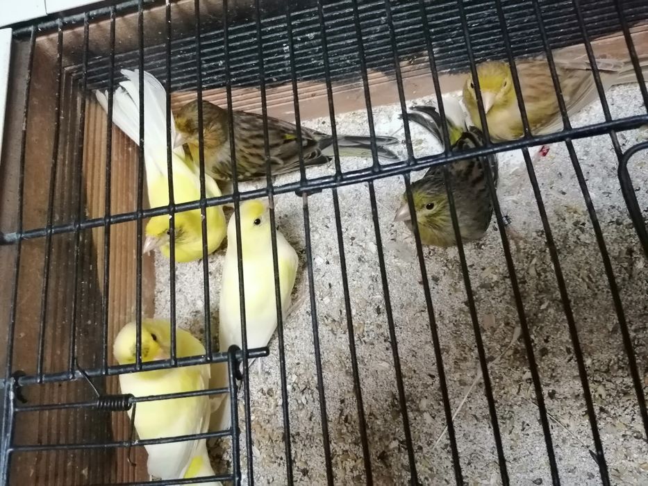 Canários timbrados espanhol