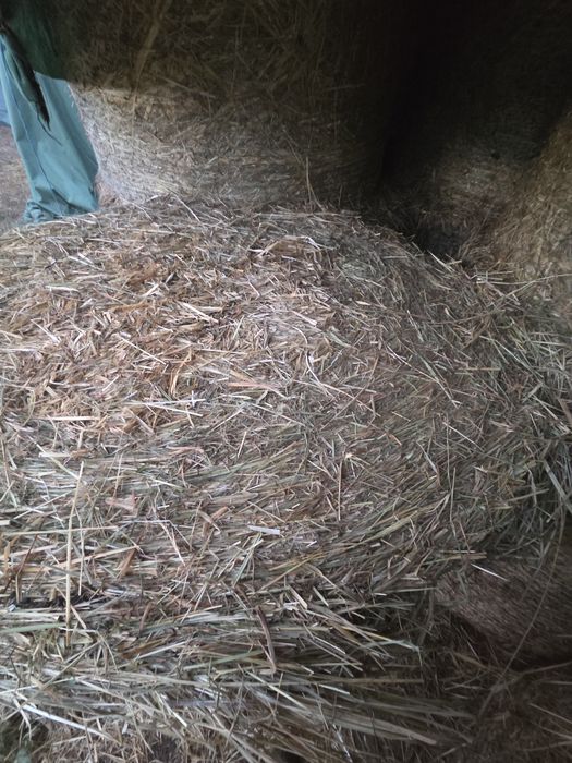 Bele siana rzecznego