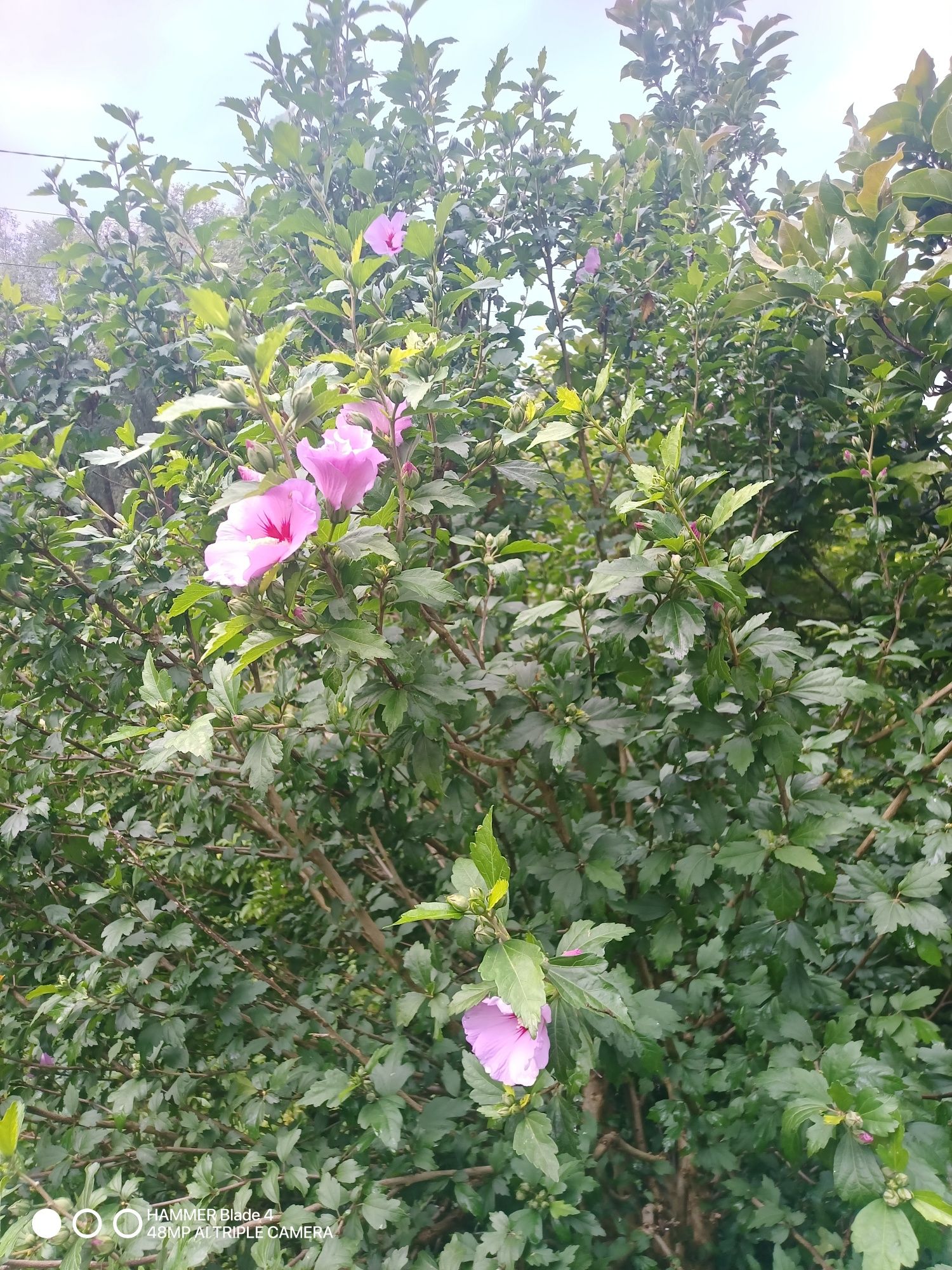 Hibiskus sadzonki