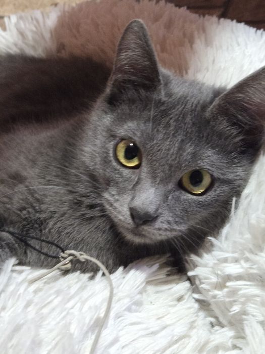 Котенок -девочка  метиска русской голубой ищет семью