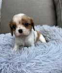 Cavalier King Charles Spaniel suczka Funia