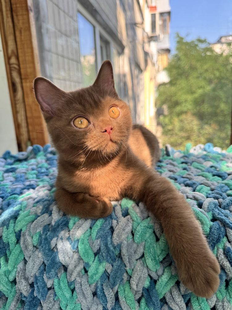 Котик британський цинамон хлопчик ексклюзив