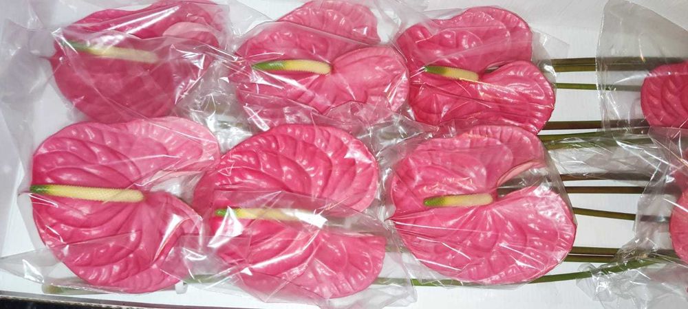 Anturios Flores - Caixa de 12 unidades