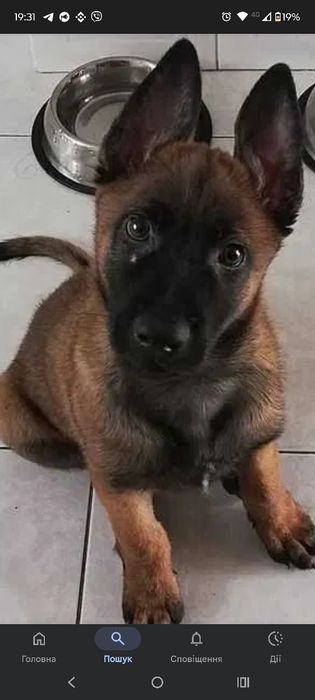 Продам бельгійську вівчарку чистокровну Волинська область