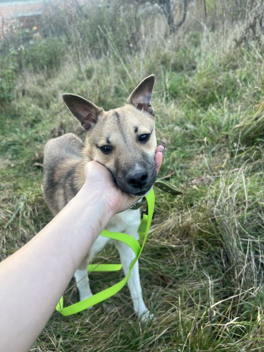 Стерилізовані дівчатка 8 місяців шукають родину!!!