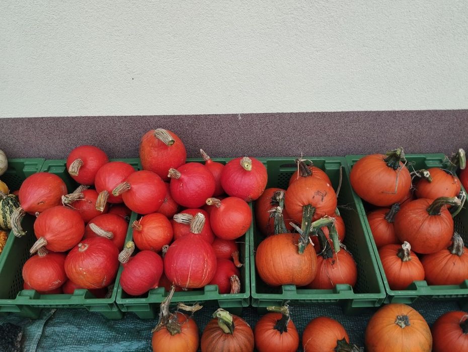 Tanio Dynia ozdobna Ryczów