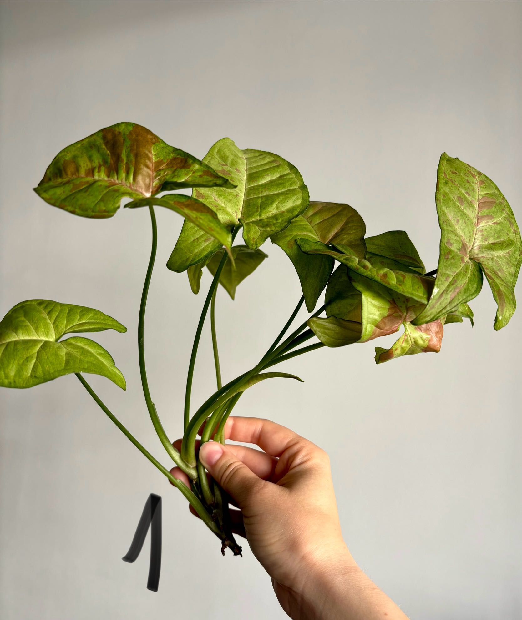 Syngonium confetti tricolor, roślina, sadzonka