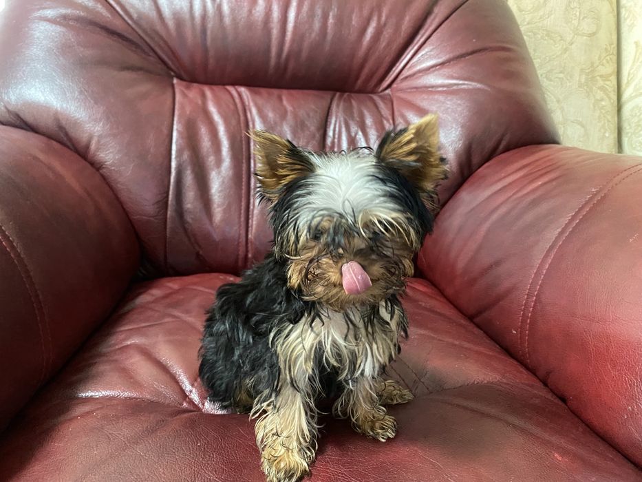 Продам цуценя Йорка