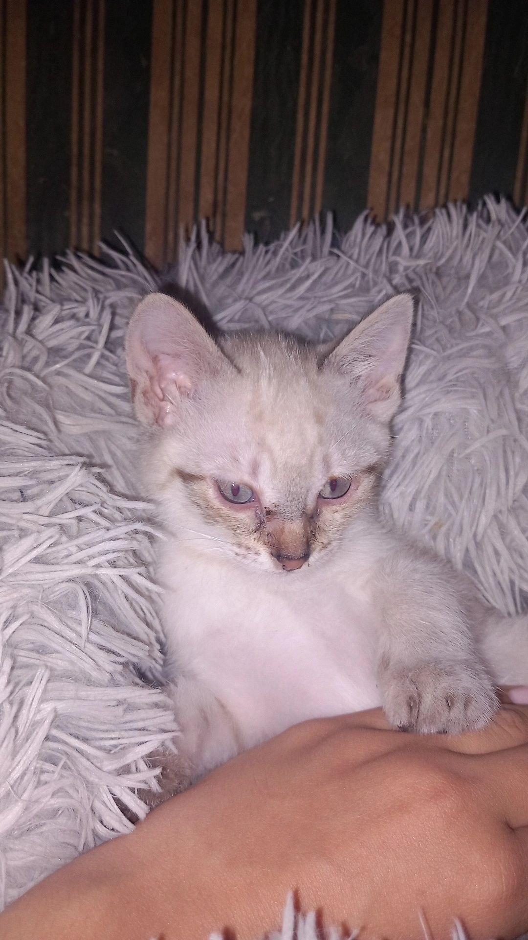 gatos para adoção