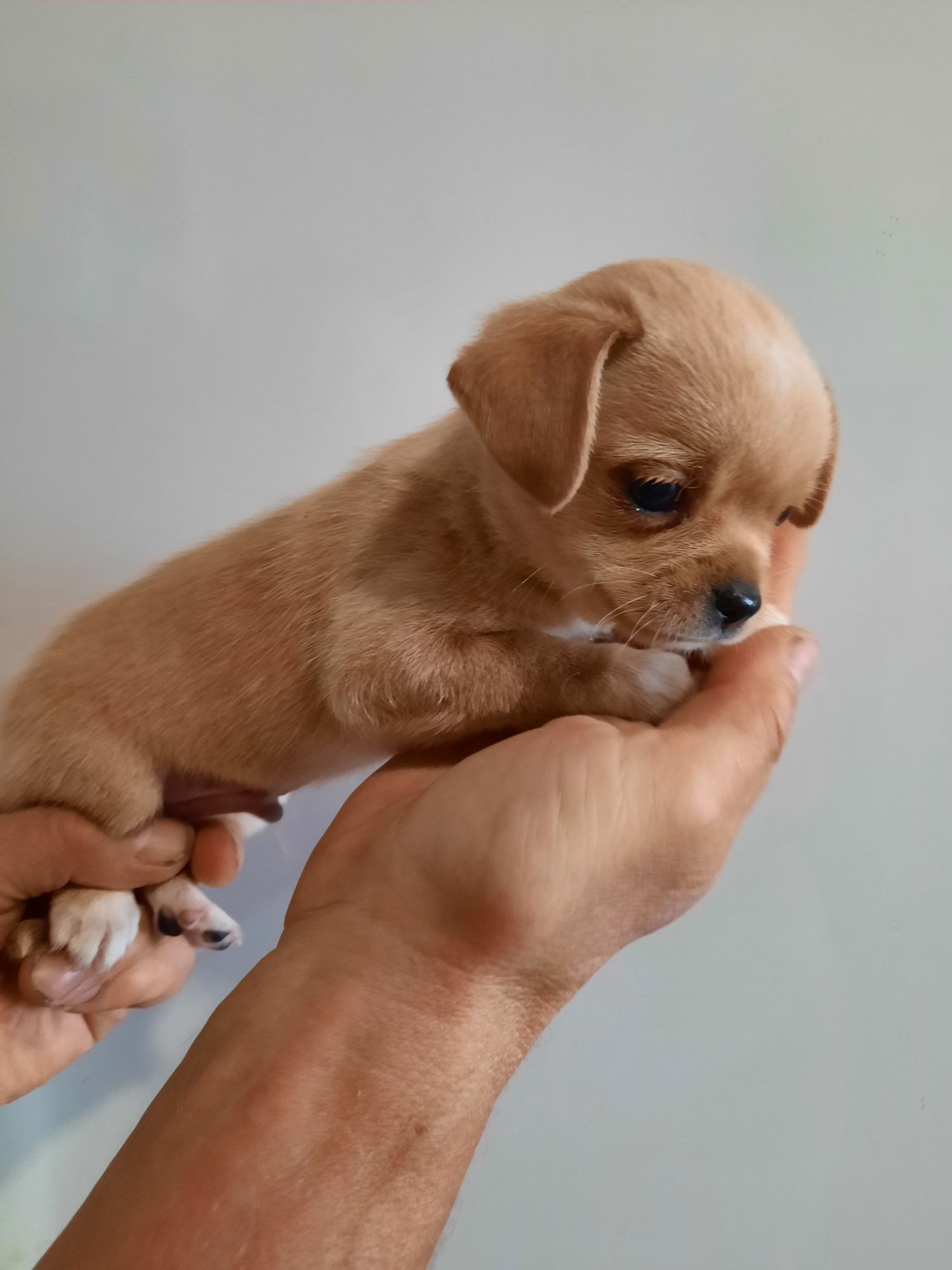 Цуценя чихуахуа хлопчик