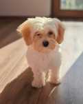 Maltipoo szczeniak maltańczyk pudel
