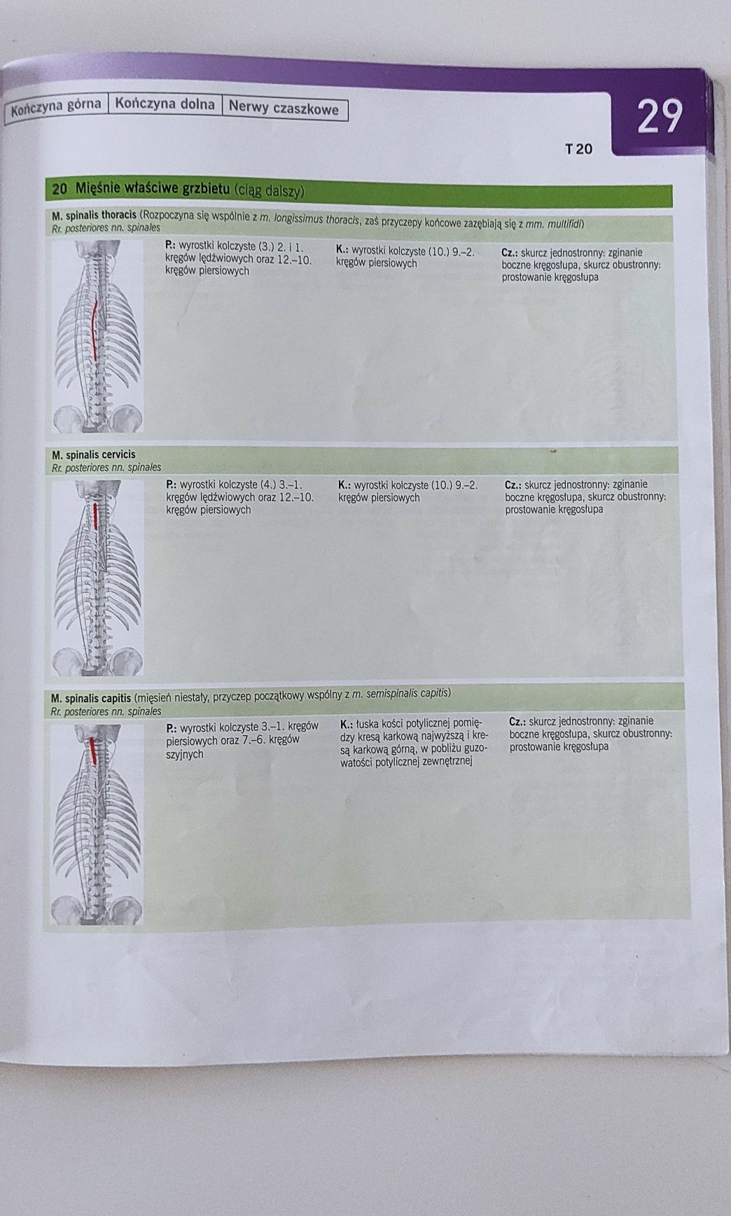 Sobotta Atlas anatomii człowieka tabele mięśni