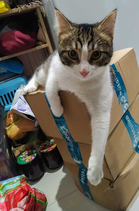 Котенок, мальчик в добрые заботливые руки. Бесплатно