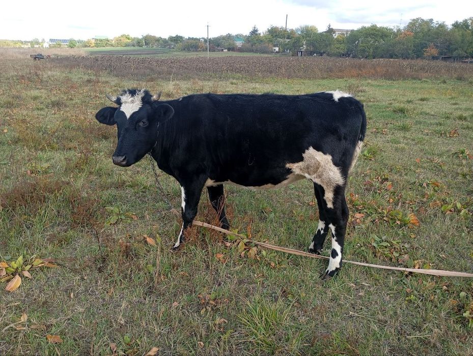 Продам теличку на корову, спокійна, розумна, невибаглива.