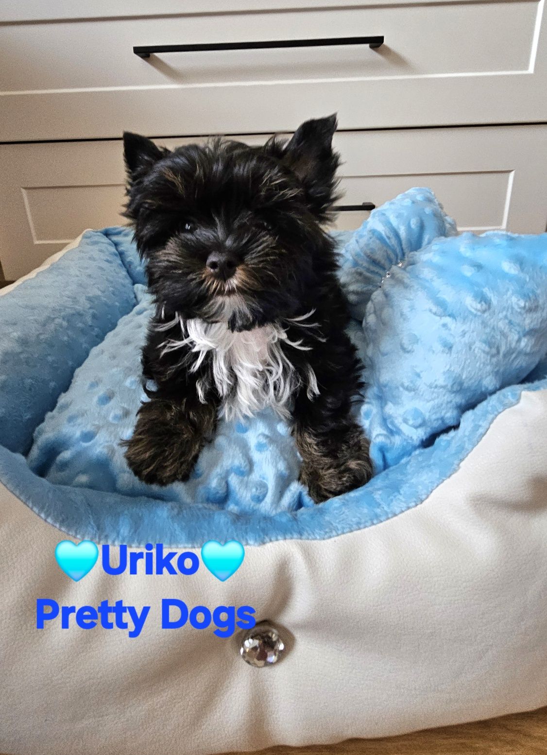 York piesek Yorkshire terrier